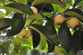 Wild Mangosteen Seedling (Sandoricum koetjape) - 1-2 ft Starter Plant