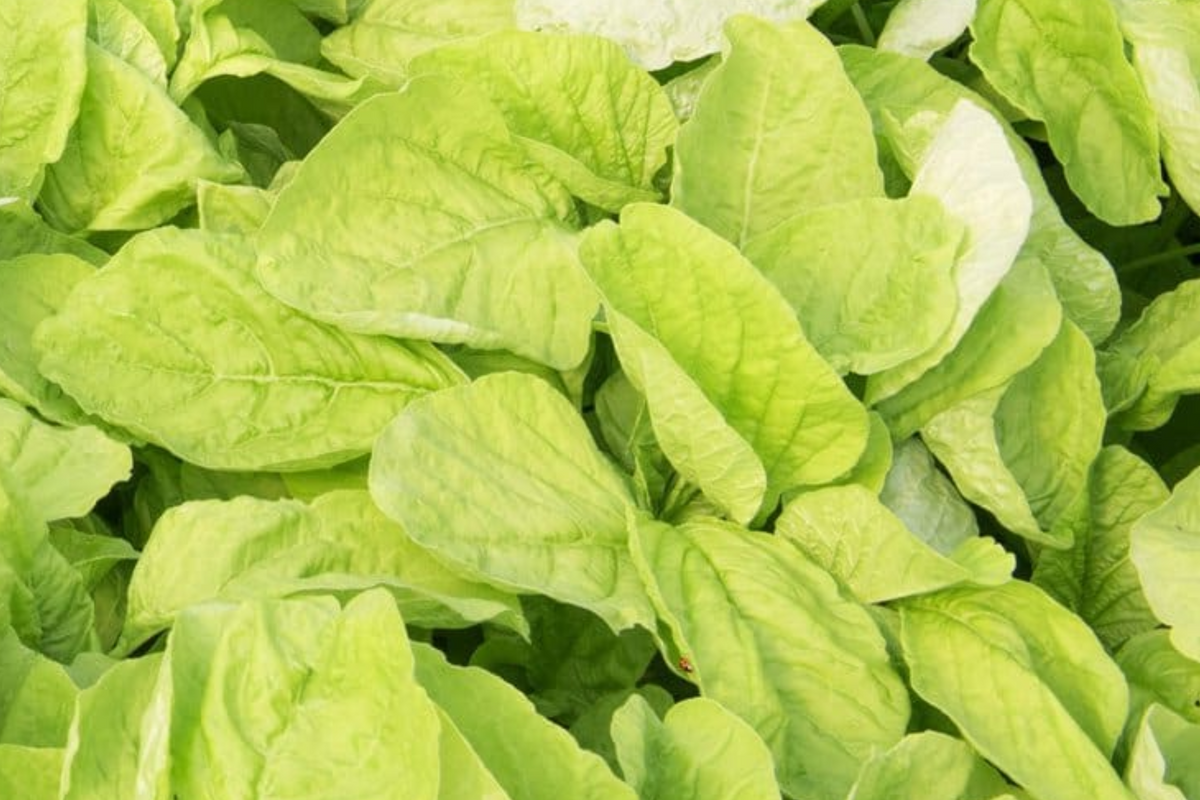 Edible Amaranth White (Light Green) Seeds - 500 Seed Pack, Fast-Growing Callaloo
