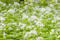 Money Plant Seeds Lunaria Biennis (50+ Seeds) Biennial Flower