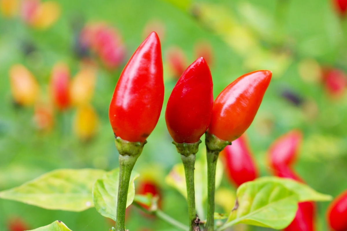 Pequin Chili Pepper Seeds (50+ ) - Capsicum annuum, 24" Bush, 30,000-60,000 SHU