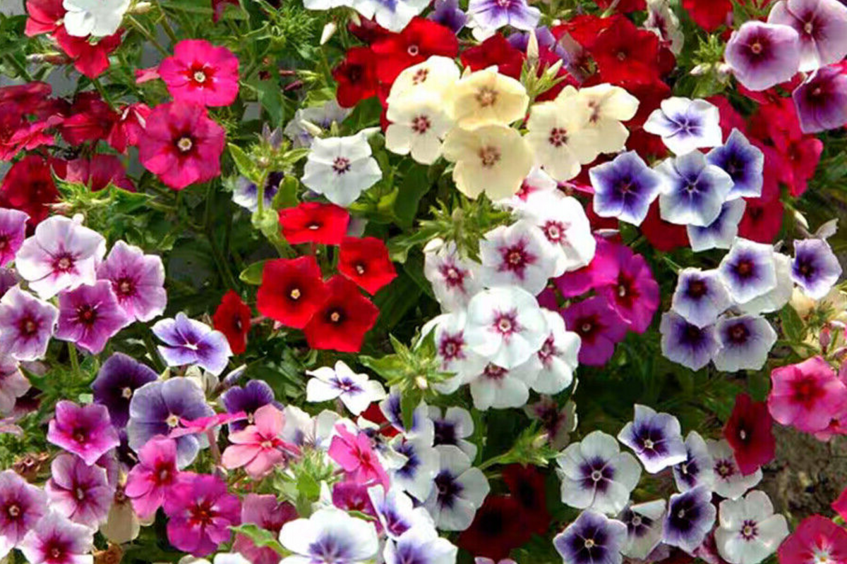 Twinkle Mix Phlox Seeds (Phlox drummondii) - 50+ Seeds, 10" Tall Annual