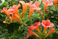 Trumpet Creeper Vine Seeds (Campsis radicans) - 100+ Seeds