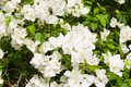 White Bougainvillea Starter Plant - 5-7 in, Climbing Tropical Flower