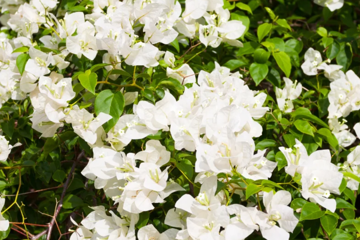 White Bougainvillea Starter Plant - 5-7 in, Climbing Tropical Flower