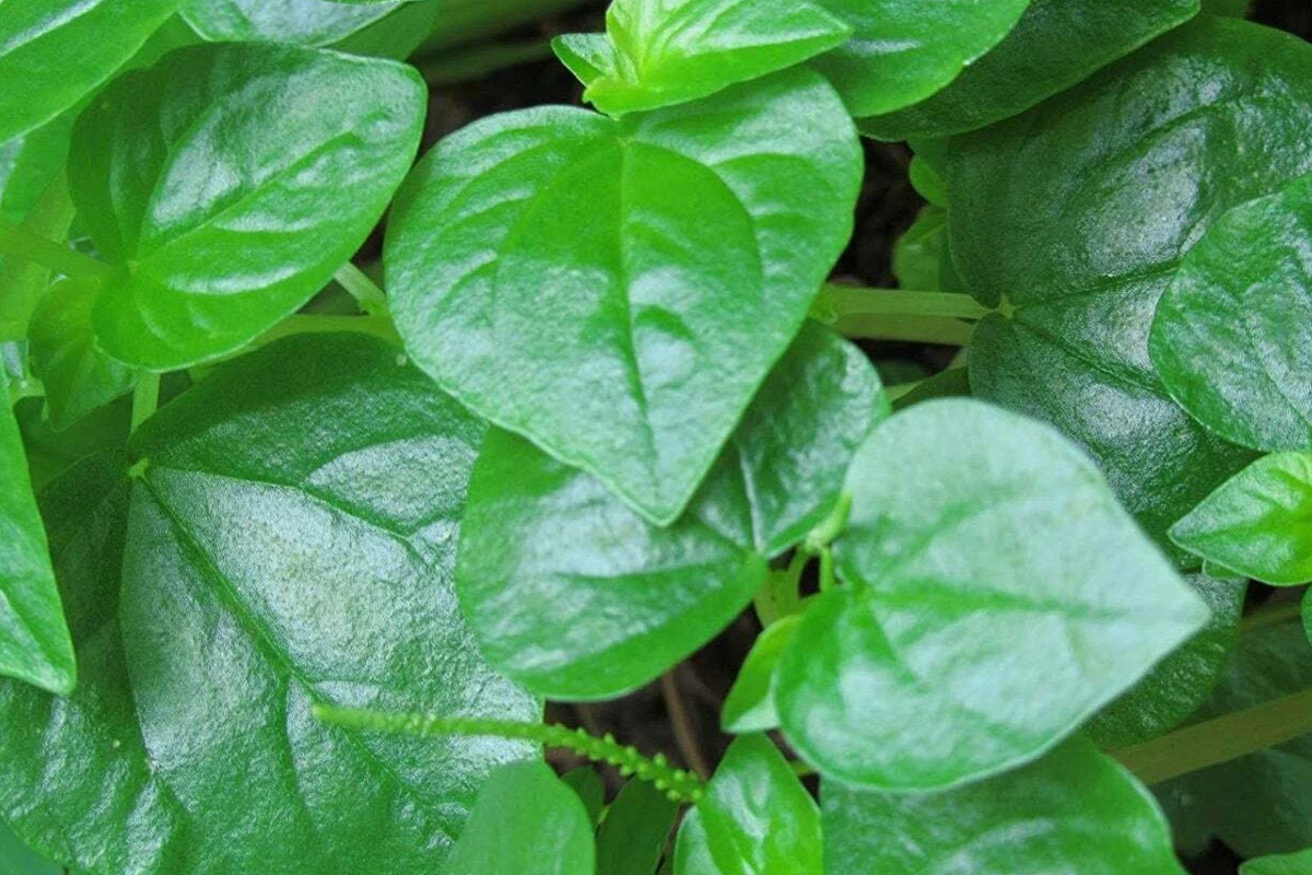 Peperomia pellucida Seeds (200+): Rau Cang Cua Krasang Teap - Fresh USA Seller