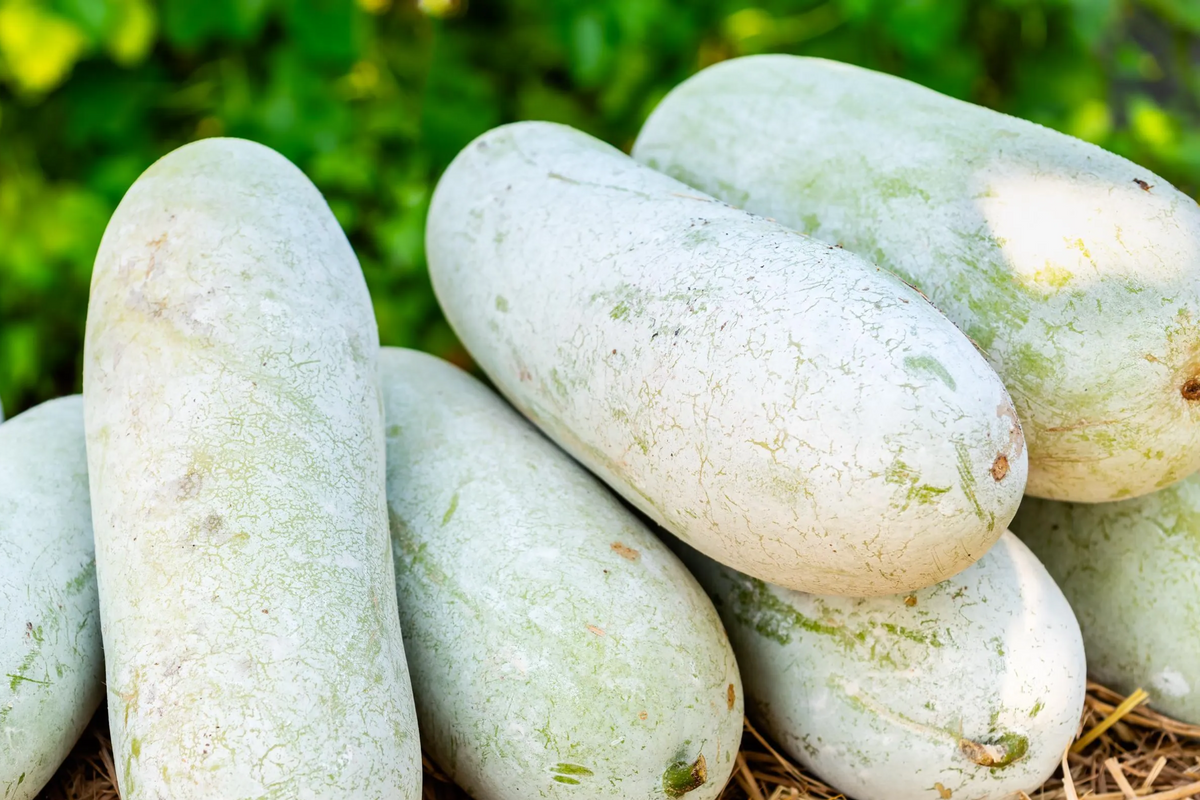 Wax Gourd Seeds (Benincasa hispida) - 20 Seeds, Heirloom, Fuzzy Winter Melon