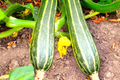 Cocozelle Zucchini Seeds - 50 Seeds, Heirloom Italian Summer Squash, Non-GMO