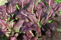 Red Giant Mustard Seeds (Brassica juncea) - 1,500 Non-GMO Heirloom for Microgreens or Greens