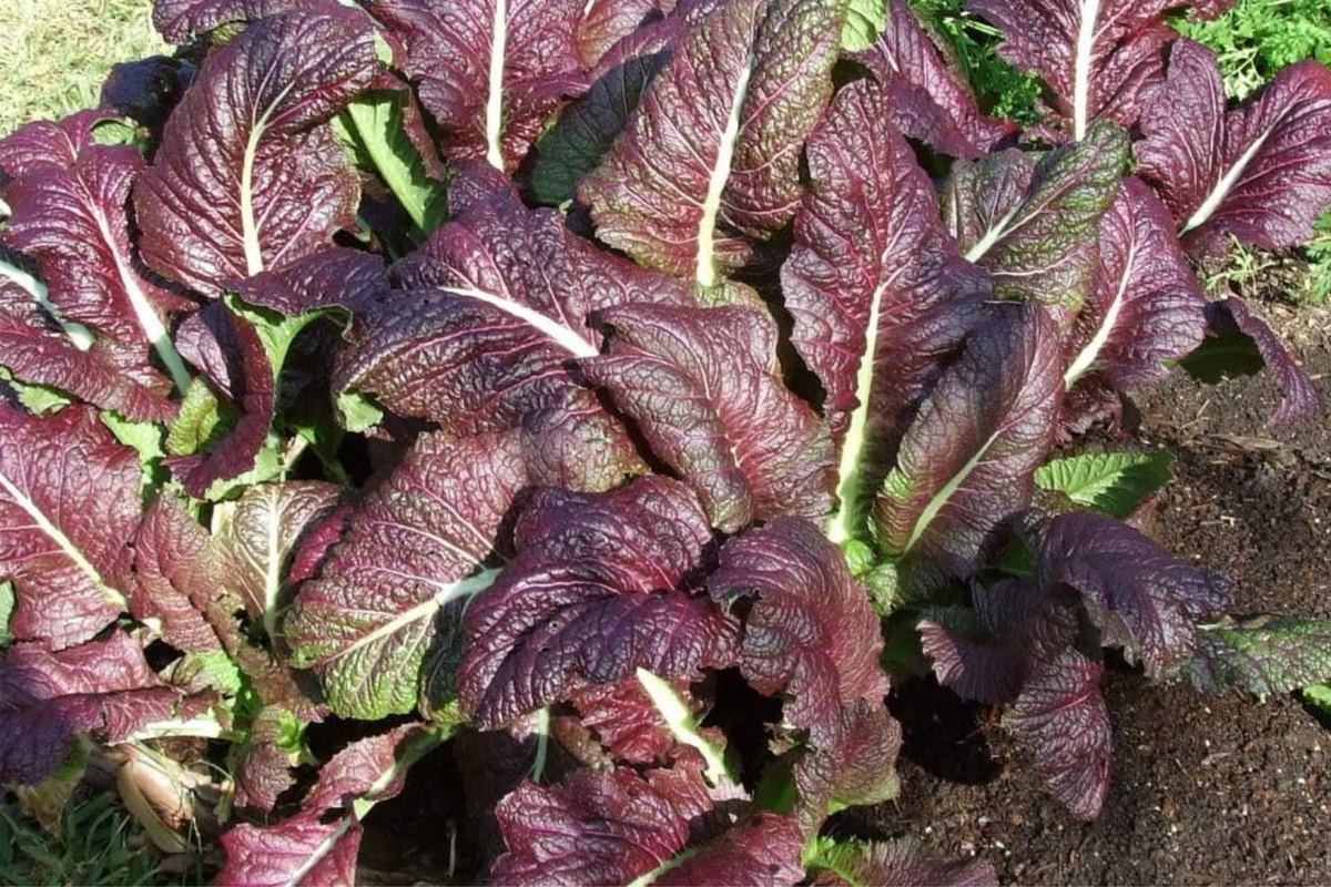 Red Giant Mustard Seeds (Brassica juncea) - 1,500 Non-GMO Heirloom for Microgreens or Greens