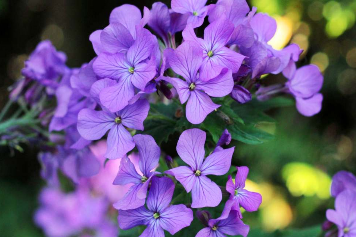 Money Plant Seeds (Lunaria annua) - Honesty Flower | 75 Seeds