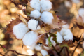 Brown Cotton Seeds (Gossypium) - Heirloom, Non-GMO, 50 Seeds