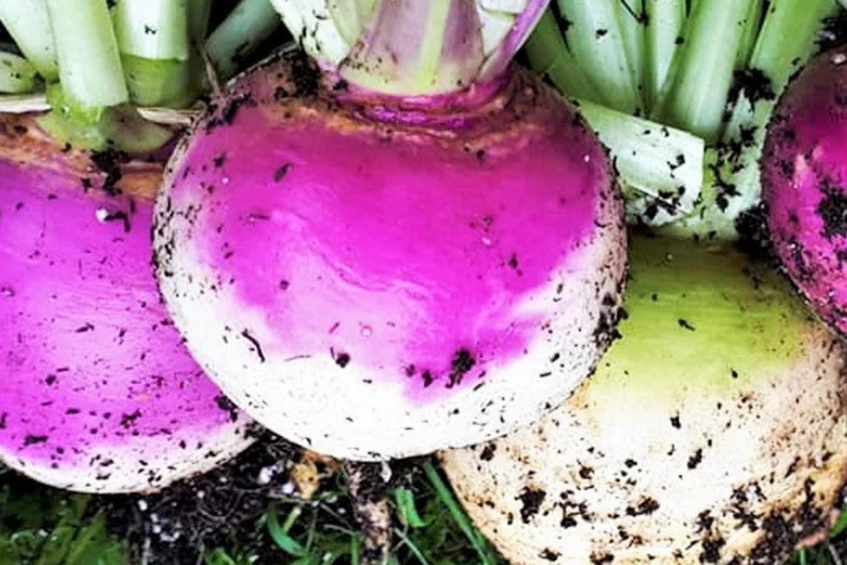 American Purple Top Rutabaga Seeds - Heirloom, Non-GMO, 1000 Seeds