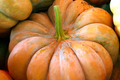 Fairytale Pumpkin Seeds - Heirloom Non-GMO, 15 lb Pumpkins, 120 Days