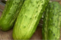 Boston Pickling Cucumber Seeds - Heirloom, Non-GMO, 75-Pack