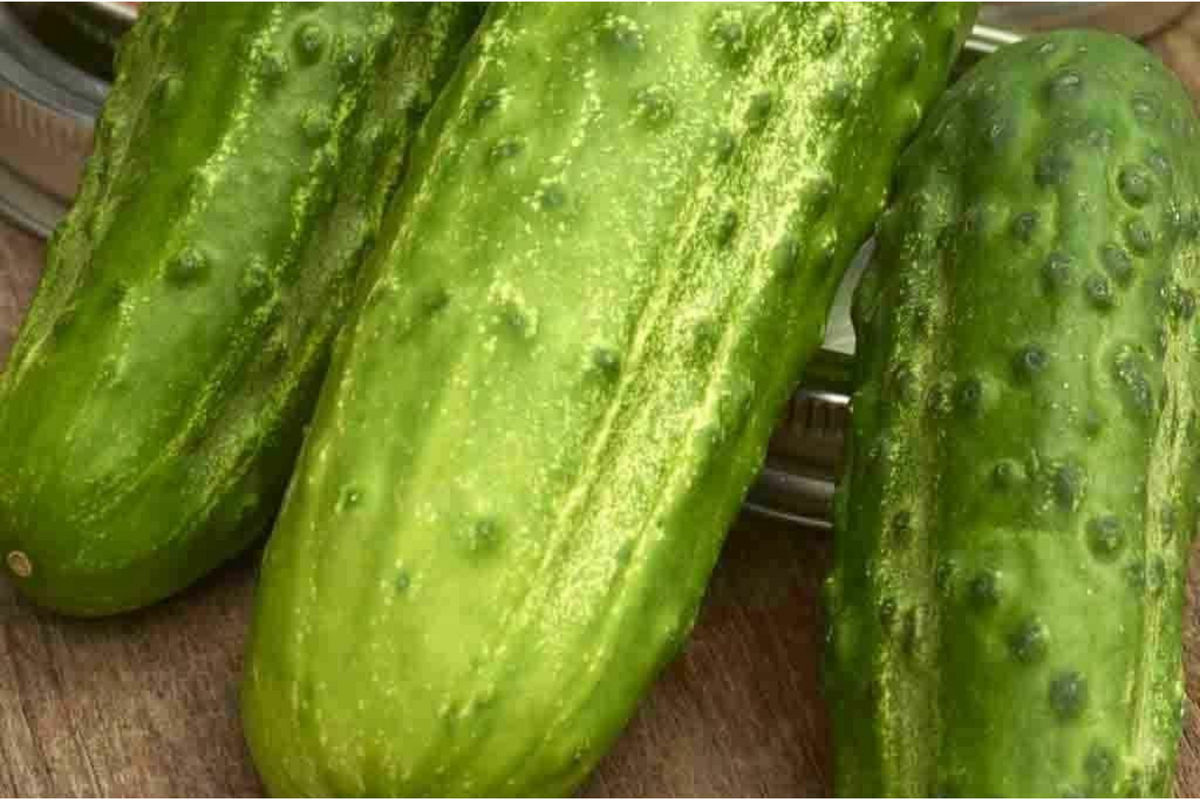 Boston Pickling Cucumber Seeds - Heirloom, Non-GMO, 75-Pack