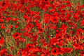 3000 Red Corn Poppy Seeds (Papaver rhoeas) – Bright Red Blooms, Self-Sowing
