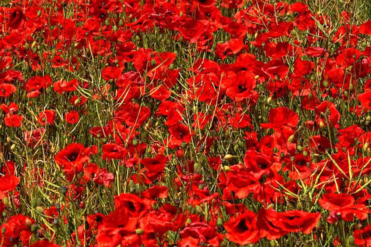 3000 Red Corn Poppy Seeds (Papaver rhoeas) – Bright Red Blooms, Self-Sowing