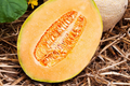 Hales Best Jumbo Cantaloupe Seeds - Heirloom, Non-GMO, Sweet & Juicy (100 Seeds)