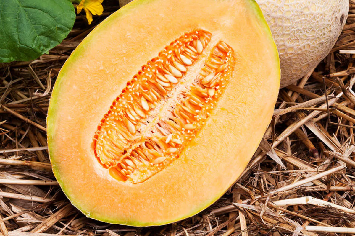 Hales Best Jumbo Cantaloupe Seeds - Heirloom, Non-GMO, Sweet & Juicy (100 Seeds)