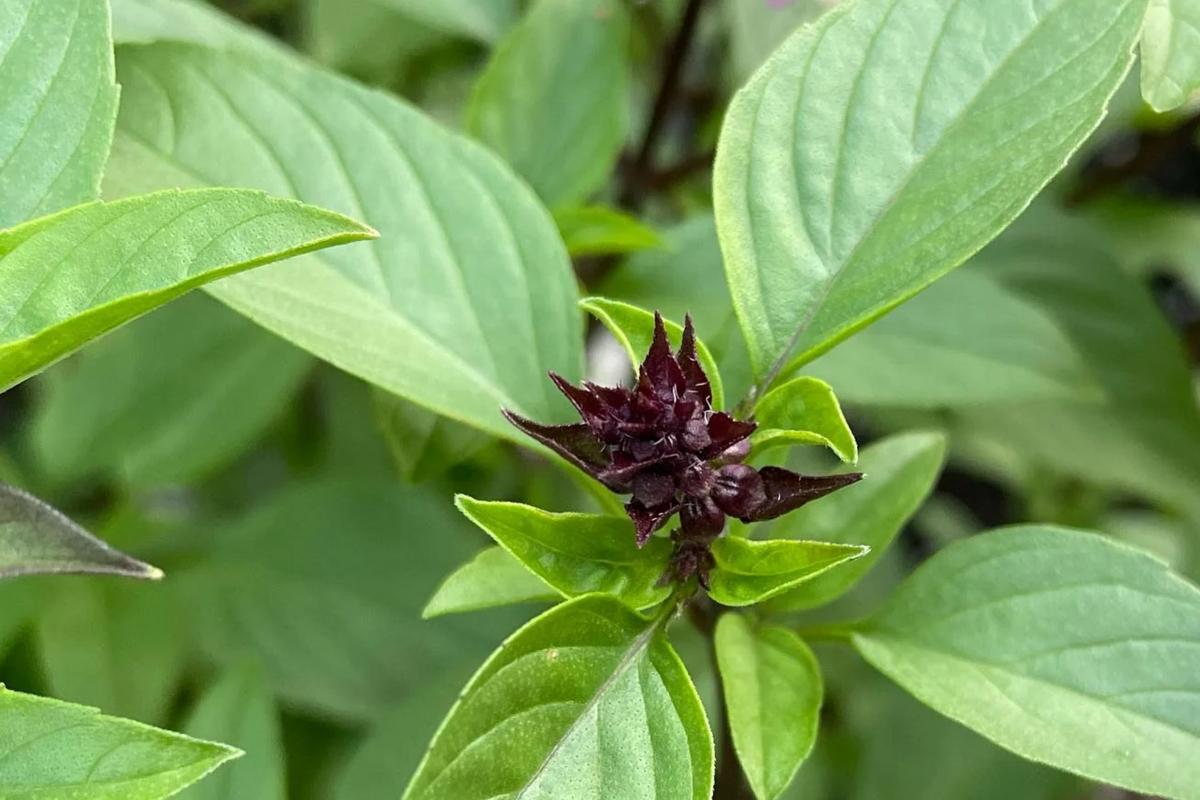 Cinnamon Basil Seeds (Ocimum basilicum) - 1000 Non-GMO Seeds
