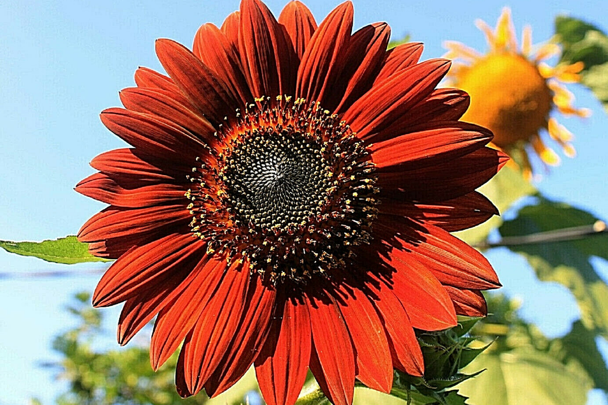 Velvet Queen Sunflower Seeds - 100 Heirloom Non-GMO, Tall 5-7 ft, Red-Orange Blooms