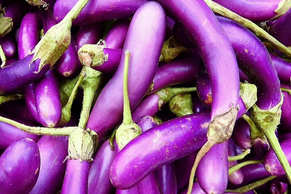 Long Purple Eggplant Seeds - 50 High-Yield Heirloom, NON-GMO