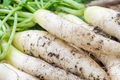 Daikon Radish Seeds - 300+ Heirloom, NON-GMO, Fast-Growing (Raphanus sativus var. longipinnatus)