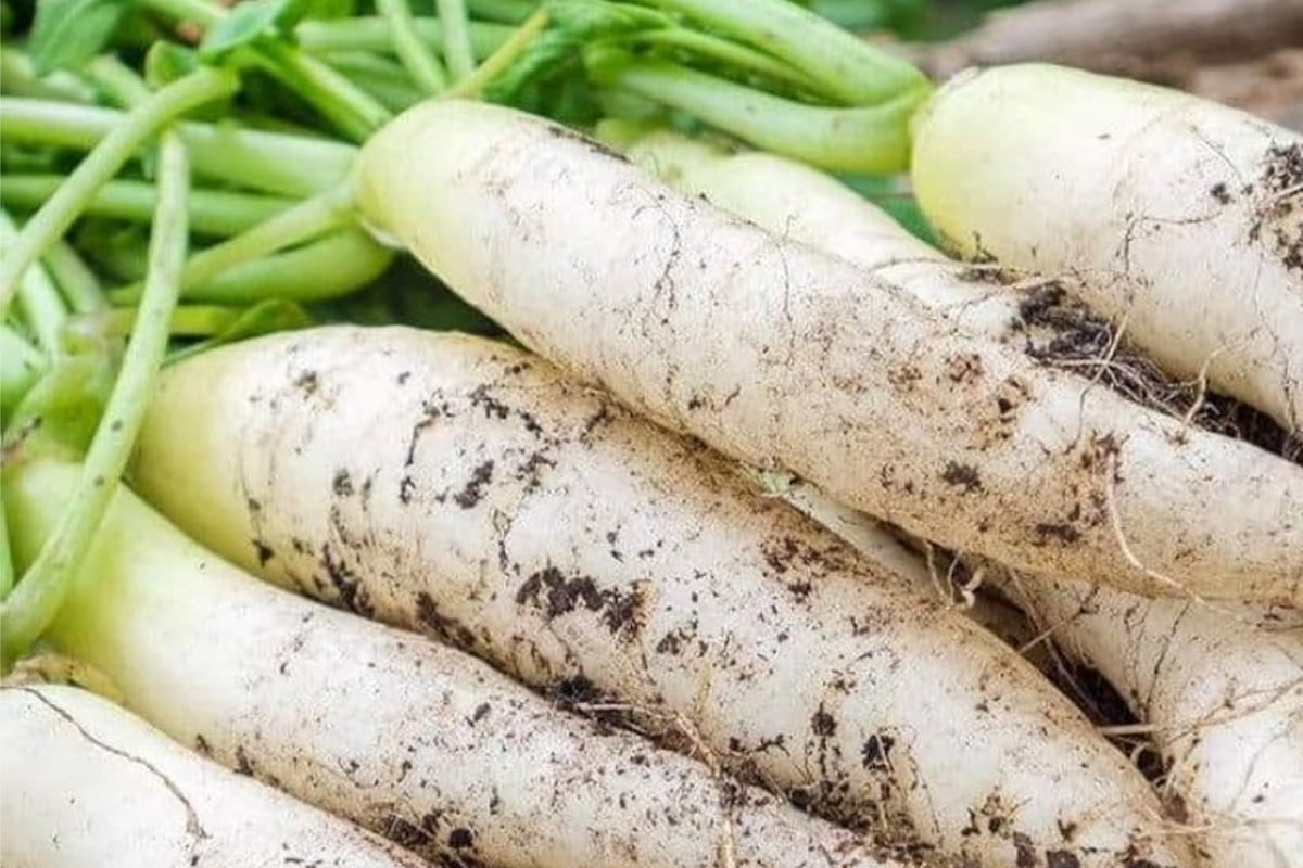Daikon Radish Seeds - 300+ Heirloom, NON-GMO, Fast-Growing (Raphanus sativus var. longipinnatus)