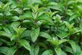 Chocolate Mint Live Starter Plant | Mentha × piperita 'Chocolate' - Organic Homegrown Herb