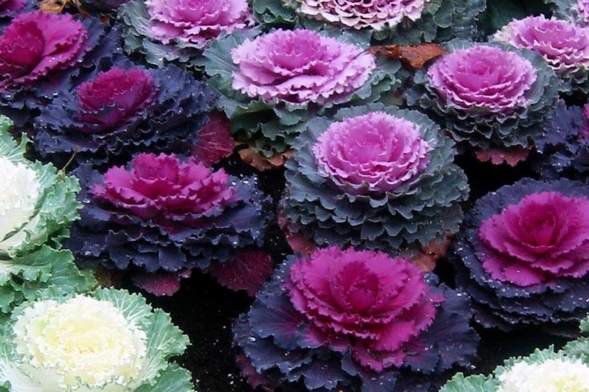 Ornamental Kale Seeds - 50 Non-GMO Heirloom Decorative Kale for Garnish