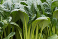 Komatsuna Seeds (4000) - Japanese Mustard Spinach, Non-GMO, High in Vitamins A & C