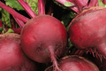 Ruby Queen Beet Seeds - 500 Non-GMO Heirloom Seed for Canning | Full Sun