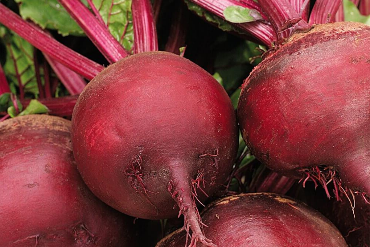Ruby Queen Beet Seeds - 500 Non-GMO Heirloom Seed for Canning | Full Sun