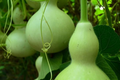 Martin Birdhouse Gourd Seeds - Heirloom Non-GMO, Full Sun, 50 Seeds
