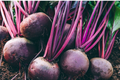 Detroit Dark Red Beet Seeds - 250 Non-GMO Heirloom Beet Seeds for Full Sun