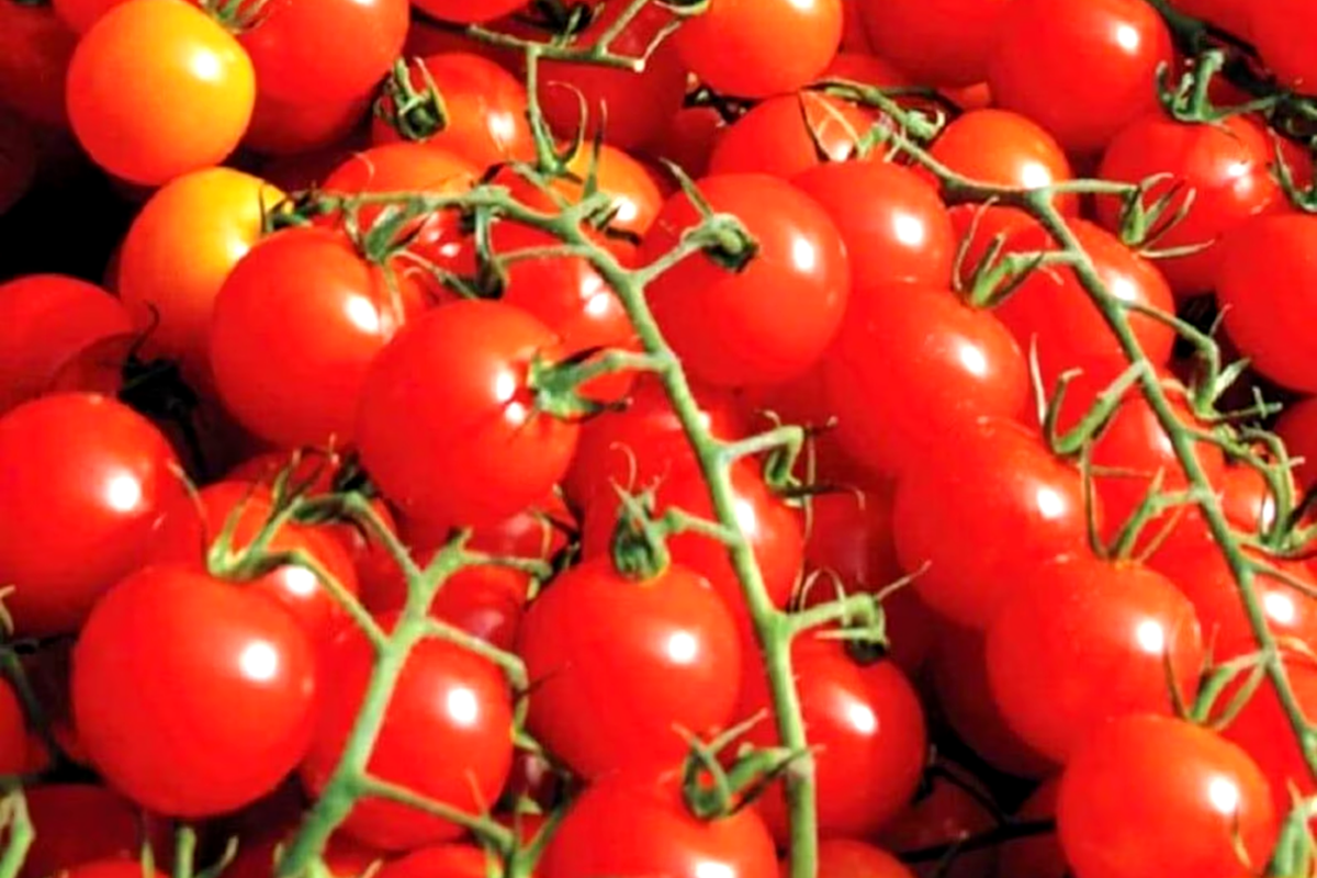 Small Red Cherry Tomato Seeds - 50 Non-GMO Heirloom, High Yield, Indeterminate Vines
