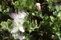 Caper Seeds (Capparis spinosa) - 50 Non-GMO Seeds for Caper Bush | Edible Buds & Berries
