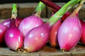Red Long of Tropea Onion Seeds – Non-GMO Heirloom, Italian Gourmet, Bunching Onion
