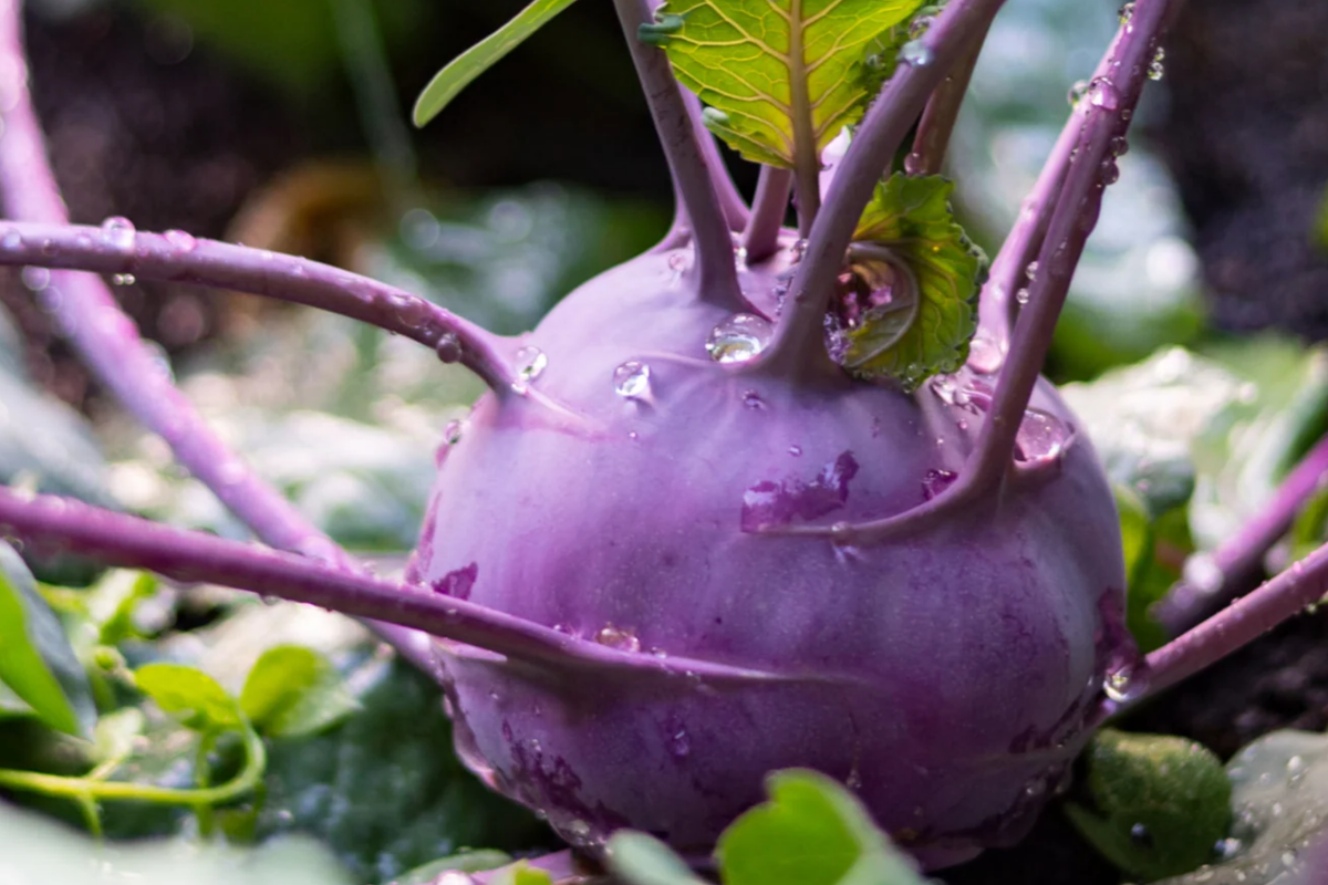 Purple Vienna Kohlrabi Seeds - 1000 Non-GMO Heirloom, Cool-Season Root Vegetable