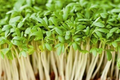 Curled Garden Cress Seeds - 5000 Heirloom Non-GMO, Fast-Growing Herb