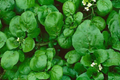 Upland Cress Seeds (Early Cress, Creasy Greens) — 4000 Seeds, Non-GMO, Heirloom