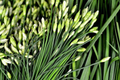 Garlic Chives Seeds - 400 Non-GMO Allium tuberosum, Perennial Culinary & Ornamental