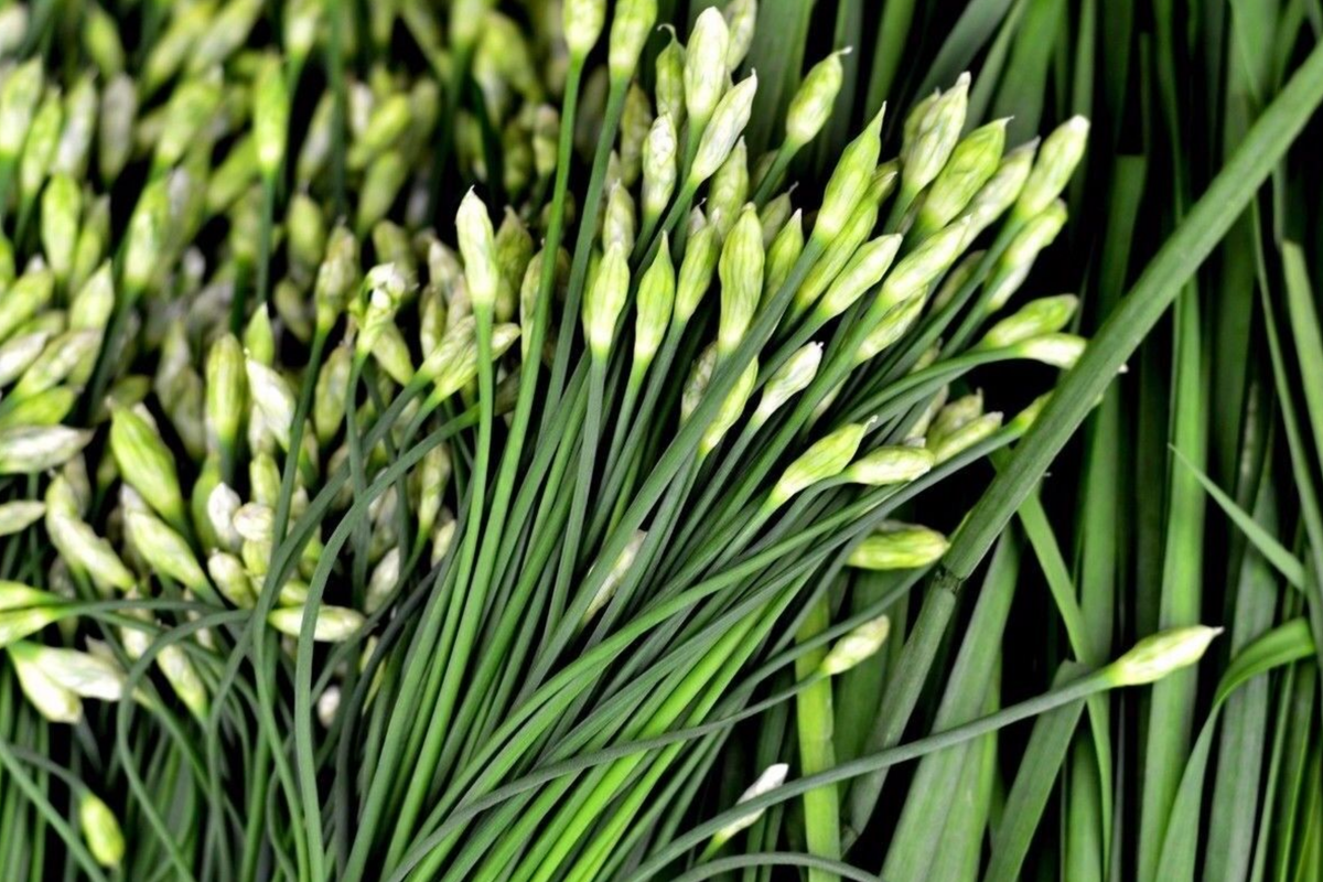 Garlic Chives Seeds - 400 Non-GMO Allium tuberosum, Perennial Culinary & Ornamental