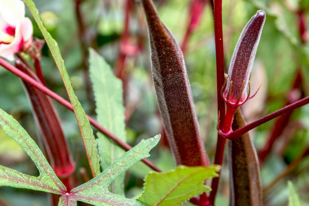 Red Burgundy Okra Seeds - 100 Non-GMO Heirloom Seeds | Abelmoschus esculentus