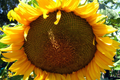 Giant Mongolian Sunflower Seeds (30) — Non-GMO, 18