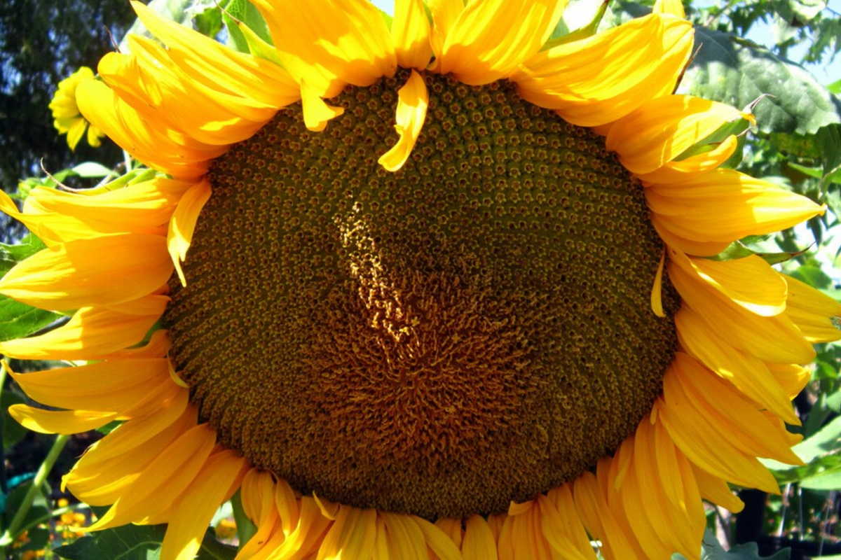 Giant Mongolian Sunflower Seeds (30) — Non-GMO, 18