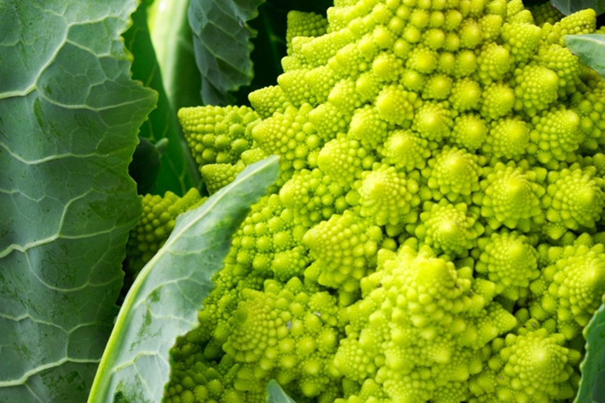 Romanesco Broccoli Seeds - 1,000 Non-GMO Heirloom Seeds • Fractal Shape