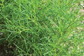 Saltwort Herb Seeds (Corchorus olitorius) – 200 Non-GMO Seeds, Traditional Japanese Culinary Herb