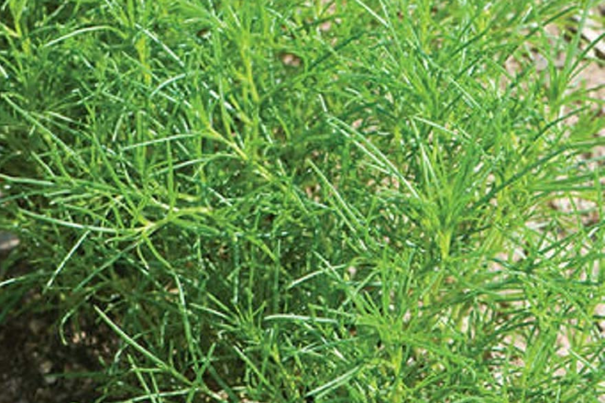 Saltwort Herb Seeds (Corchorus olitorius) – 200 Non-GMO Seeds, Traditional Japanese Culinary Herb