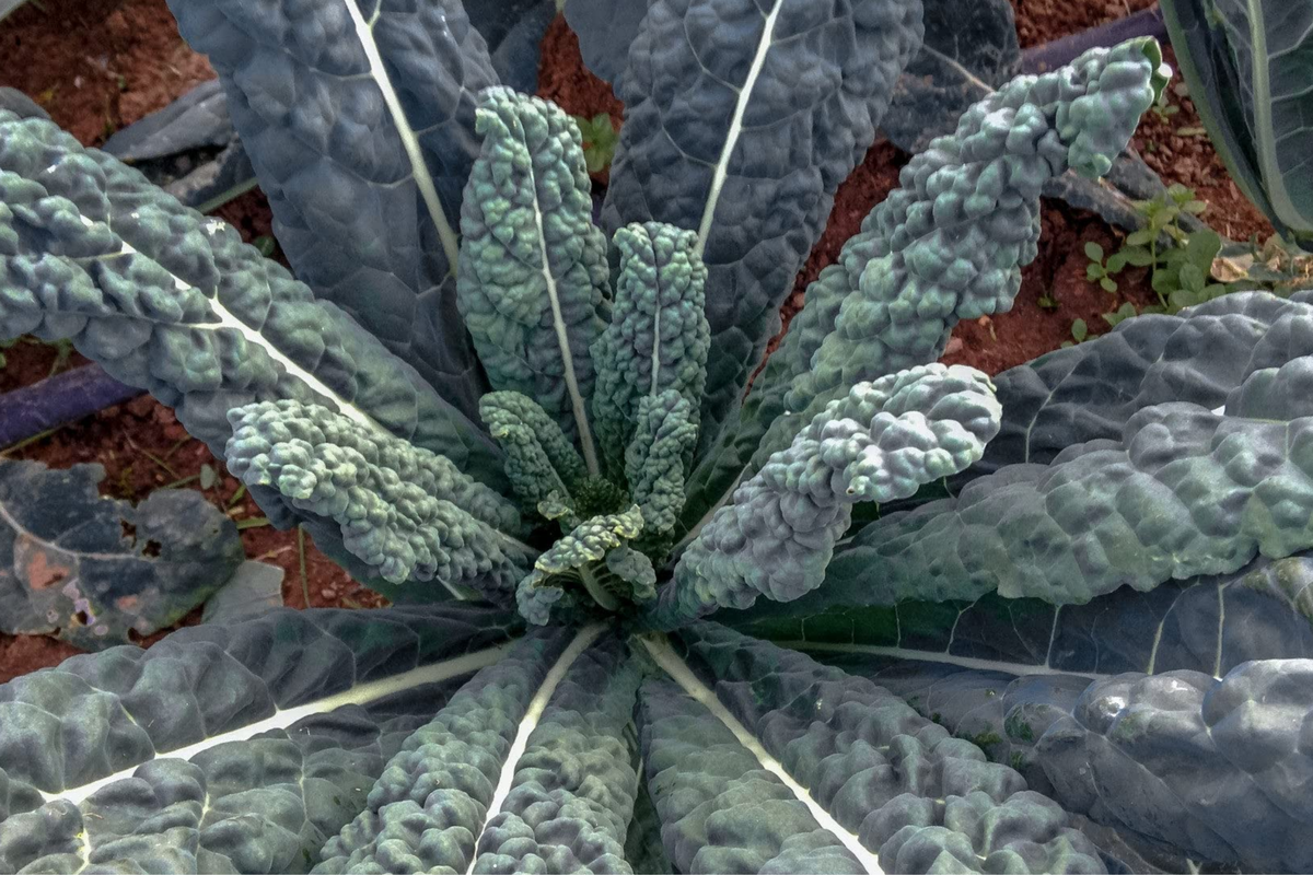 Lacinato Kale Seeds (Dinosaur Kale) - 1,000 Non-GMO Heirloom Seeds